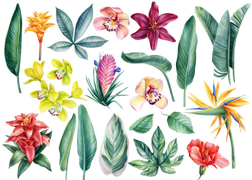 Set of tropical flowers and leaves on an isolated white background, watercolor illustration