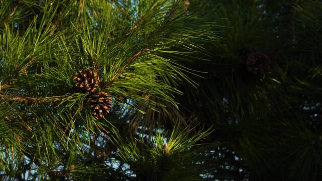 pine tree is waving with the wind