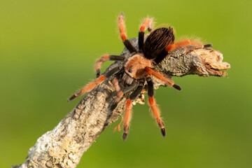 Brachypelma smithi is a species of spider in the family Theraphosidae (tarantulas) native to Mexico. Mexican redknee tarantulas are a popular choice as pets among tarantula keepers