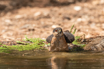 common sparrowhawk bathing in the forest pond and looking straight ahead (accipiter nisus)