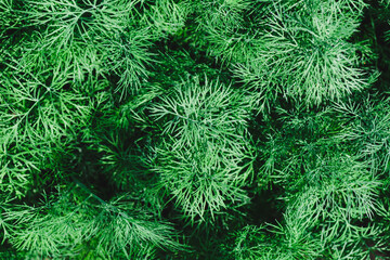 Fresh Dill with Water Drops on Leaves in Vegetable Garden. View from Above