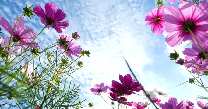 Low angle video of a cosmos field in full bloom.
Fixed camera shooting. No person.