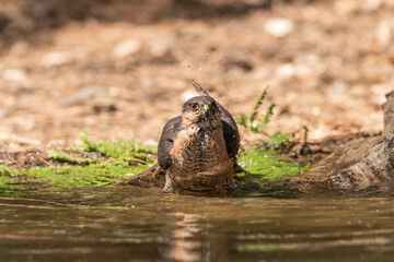 common sparrowhawk bathing in the forest pond and looking straight ahead (accipiter nisus)