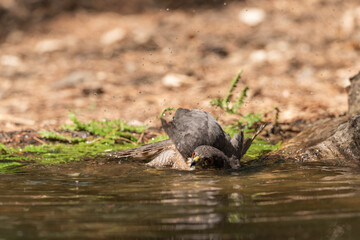 sparrowhawk bathing in the pond by putting its head in the water (Accipiter nisus)