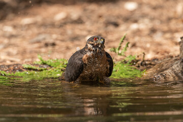 sparrowhawk in the pond with its wings in the water looking to one side  (Accipiter nisus)
