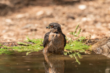 sparrowhawk bathing and reflected in the pond in the park next to the ferns (Accipiter nisus)