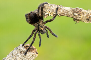 Phormictopus auratus, commonly known as the Cuban bronze tarantula, is a species of tarantula...