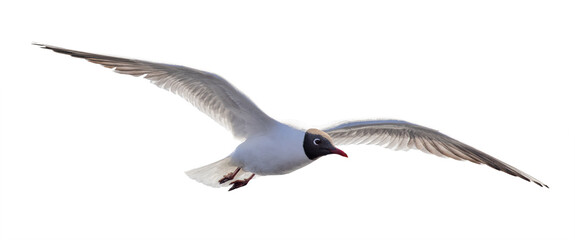 single isolated black-head seagull flight