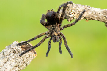 Phormictopus auratus, commonly known as the Cuban bronze tarantula, is a species of tarantula endemic to Cuba.