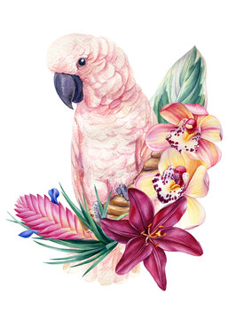 Composition with parrot and tropical flowers on isolated white background, watercolor illustration, poster