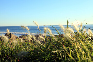 grass on the beach