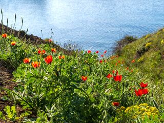 There are many red poppies in the green grass on the rocky shore of the Black Sea in the Crimea. Narcotic, medical flowers and herbs.