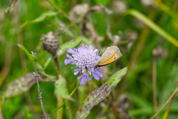 Meadow brown (maniola jurtina) butterfly sitting on a purple flower in Zurich, Switzerland