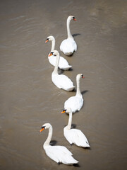 6 Schwäne schwimmen auf dem stark eingetrübten Wasser der Neuen Donau, am 19. Juli 2021 in Wien, Österreich