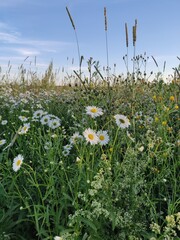flowers in the field, summer meadow