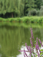 Am Berkelsee im Münsterland