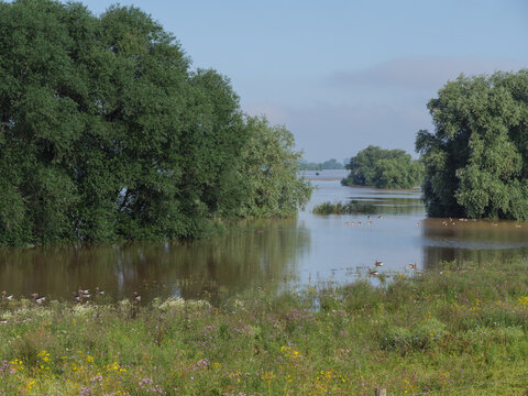 Hochwasser am Rhein bei Bislich