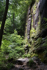 Fototapeta na wymiar cliffside in forest