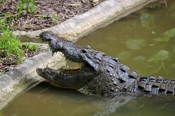 Chiapas crocodile resting in the zoo