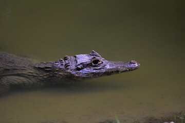Chiapas caiman resting in the zoo