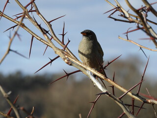 Embernagra platensis