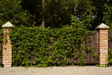 The green ivy plant grows on a board fence between two brick pillars against the backdrop of a forest.