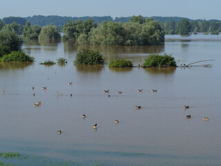 Hochwasser am Rhein bei Bislich