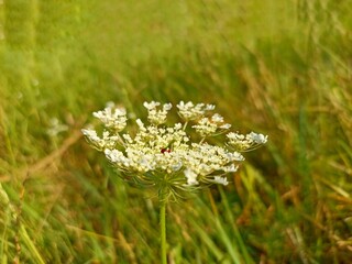 Daucus carota, whose common names include wild carrot, bird's nest, bishop's lace, and Queen Anne's lace