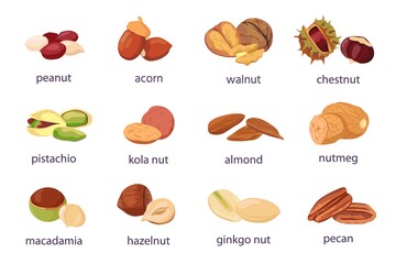 Cartoon nuts. Walnut, hazelnut, pistachio and peanut icon. Healthy organic almond, acorn, ginkgo and kola nut. Food natural snack vector set - obrazy, fototapety, plakaty