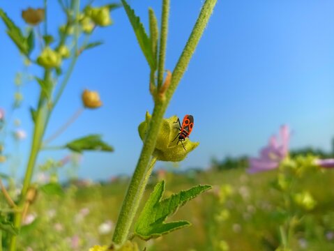 The firebug, Pyrrhocoris apterus, is a common insect of the family Pyrrhocoridae. Malva thuringiaca