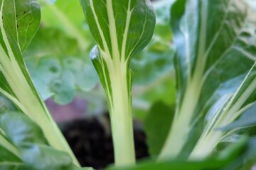 In selective focus big Swiss chard leaves growing in a garden with warm light in the morning