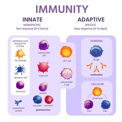 Fototapeta Innate and adaptive immune system. Immunology infographic with cell types. Immunity response, antibody activation, lymphocytes vector scheme obraz