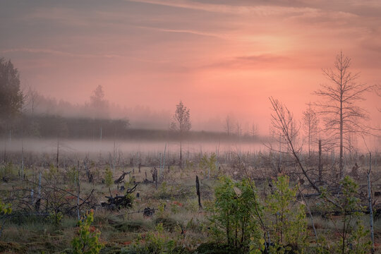 Abode Of Spirits
Paltinskoe swamp, Perm Region.