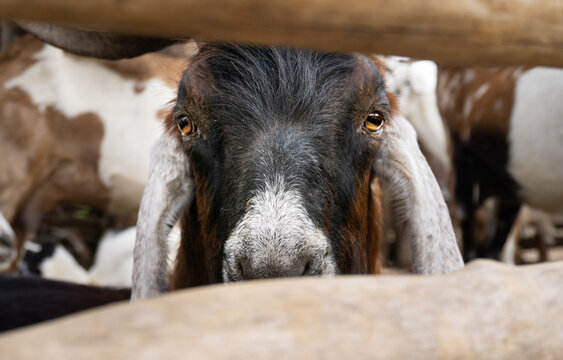 D&iacute;a de campo y animales en el rancho.