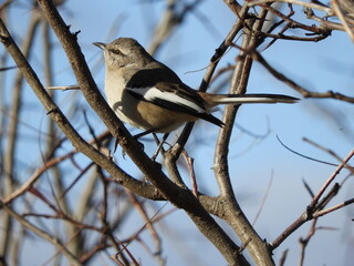 Mimus patagonicus
