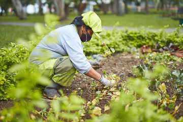 mujer latina mayor trabajando en mantenimiento de jardin en un parque 