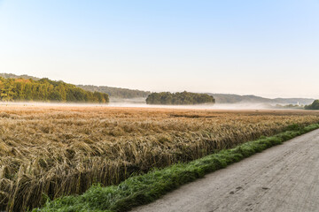 vom Hochwasser zerstörte Ernte
zweiter Tag nach dem Hochwasser in Kettwig und Mülheim an der Ruhr