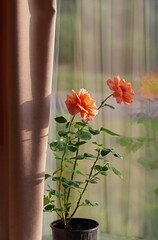Growing roses indoors. Blooming rose in a flowerpot on the windowsill. Floribunda Rose Easy Does it.
