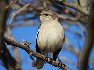 Obraz premium Mimus patagonicus 