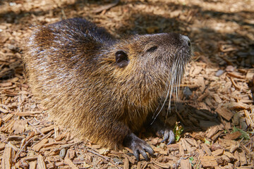Curious marsh beaver, (nutria) close-up.