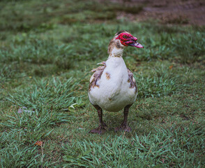 Muscovy Duck walking in Grass