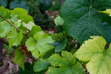 Young green grapes on grand cru and premier cru vineyards with rows of pinot noir grapes plants in...