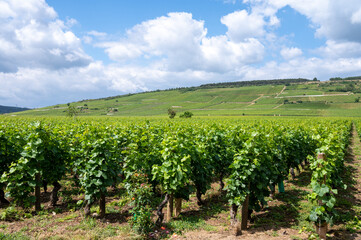 Fototapeta na wymiar Green grand cru and premier cru vineyards with rows of pinot noir grapes plants in Cote de nuits, making of famous red Burgundy wine in Burgundy region of eastern France.