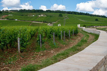 Green grand cru and premier cru vineyards with rows of pinot noir grapes plants in Cote de nuits,...