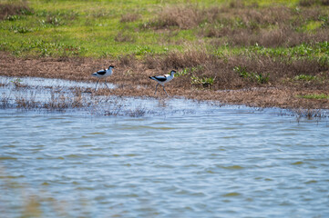 Fototapeta premium View from observation post on nature reserve area for birds protection in Zeeland, Netherlands