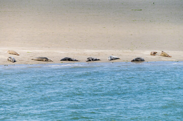 Fototapeta premium Animal collection, group of big sea seals resting on sandy beach during low tide in Oosterschelde, Zeeland, Netherlands