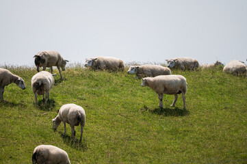 Naklejka na ściany i meble Animal collection, young and old sheeps grazing on green meadows on Schouwen-Duiveland, Zeeland, Netherlands