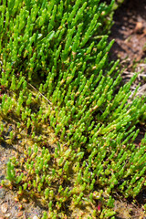 Botanical collection, edible sea succulent plant, Salicornia or sea glassworth weed, growing on salt marshes