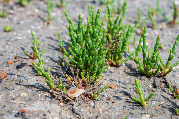 Botanical collection, edible sea succulent plant, Salicornia or sea glassworth weed, growing on salt marshes
