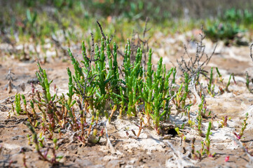 Botanical collection, edible sea succulent plant, Salicornia or sea glassworth weed, growing on salt marshes